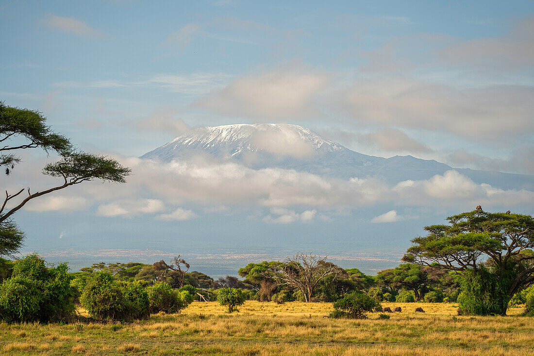 Mount Kilimanjaro from Amboseli National Park, Kenya, East Africa, Africa