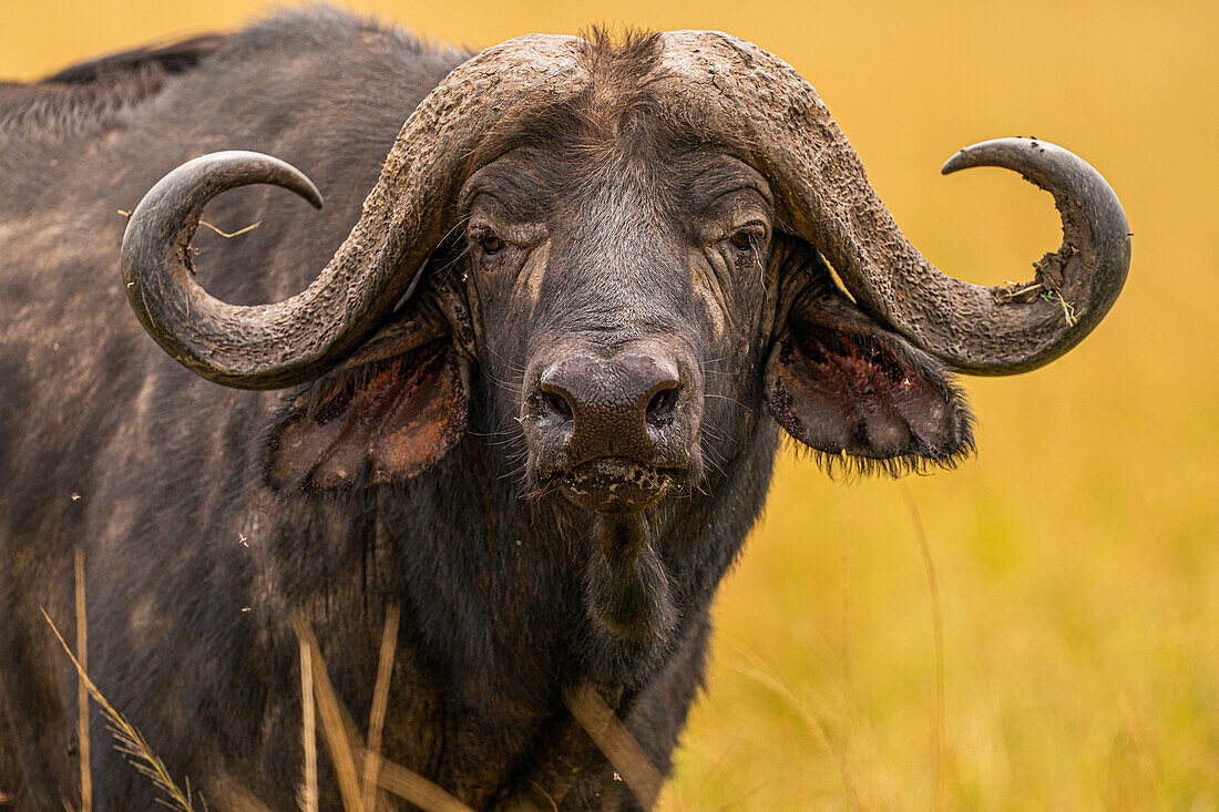 Ein Büffel (Syncerus Caffer) in der Masai Mara National Reserve, Kenia, Ostafrika, Afrika