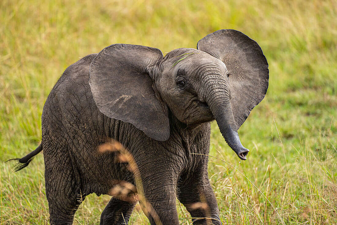 Ein junger Elefant (Loxodonta Africana), Amboseli Nationalpark, Kenia, Ostafrika, Afrika