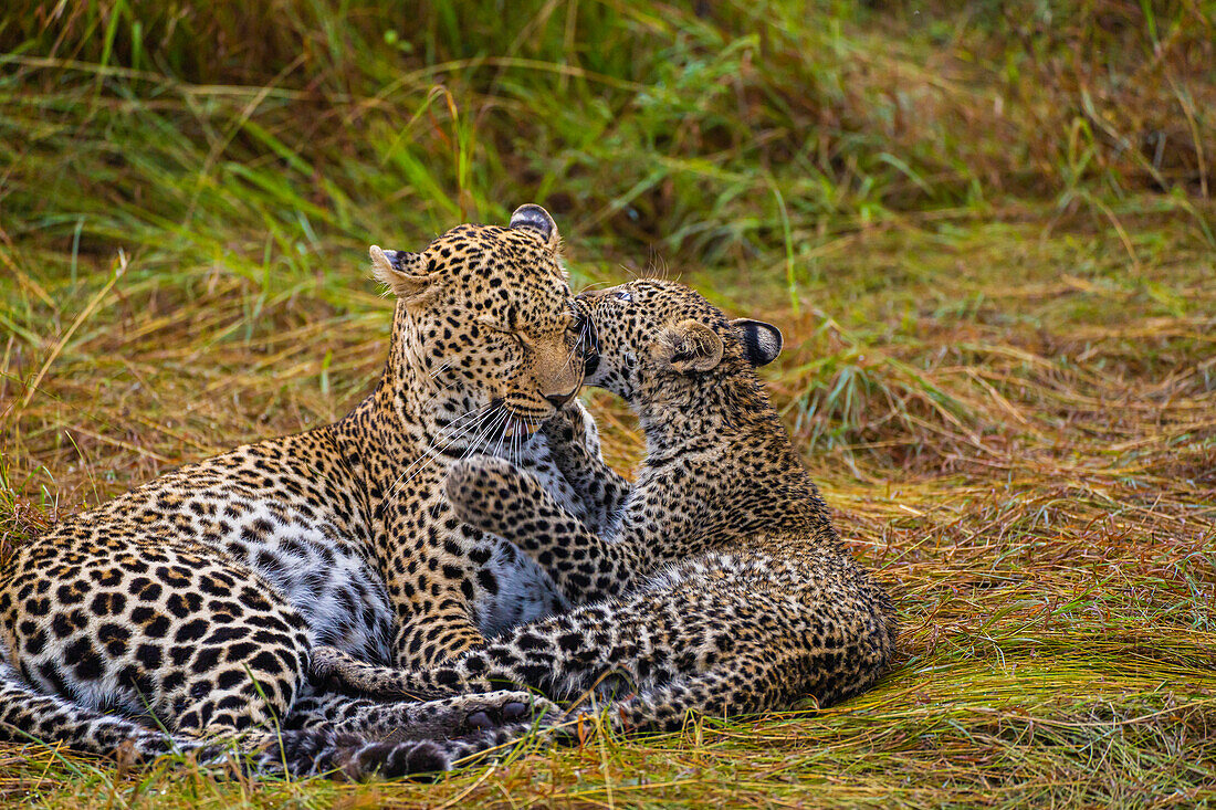 A Leopard (Panthera pardus) and cub in the Maasai Mara National Reserve, Kenya, East Africa, Africa