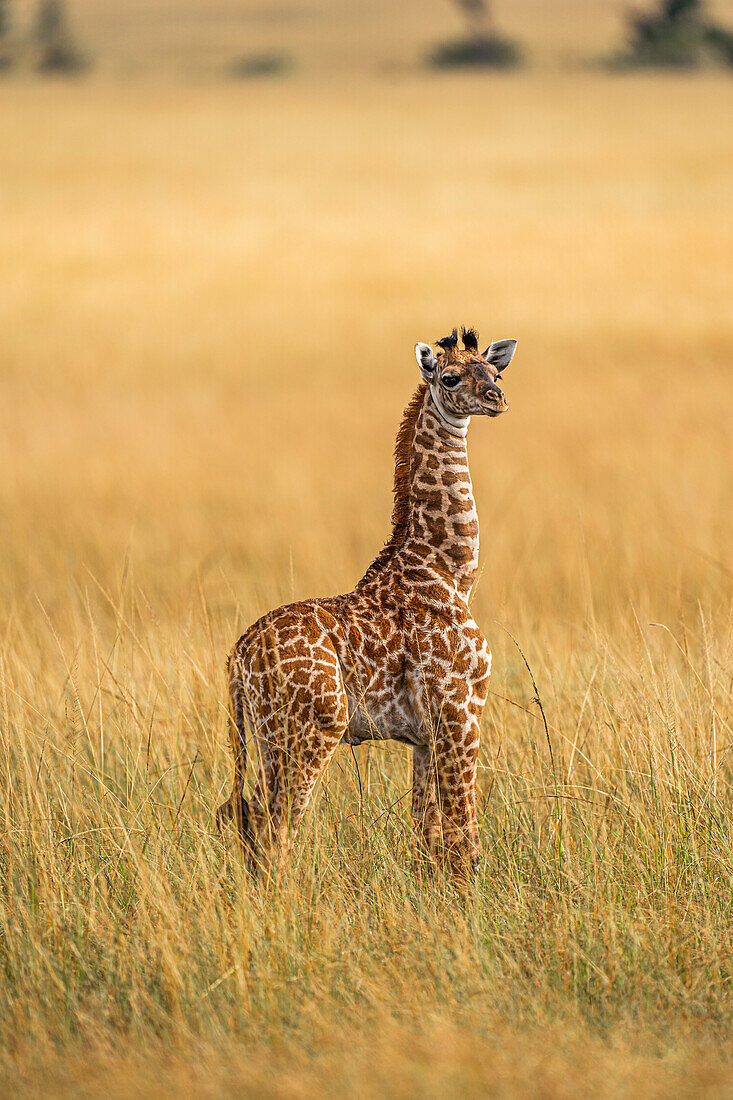 Eine junge Giraffe (Giraffa), in der Masai Mara National Reserve, Kenia, Ostafrika, Afrika