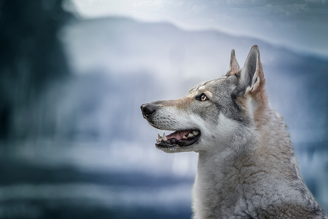 Tschechoslowakisches Wolfdog-Porträt, das nach links schaut, bearbeitet in blauen Farben, Italien, Europa