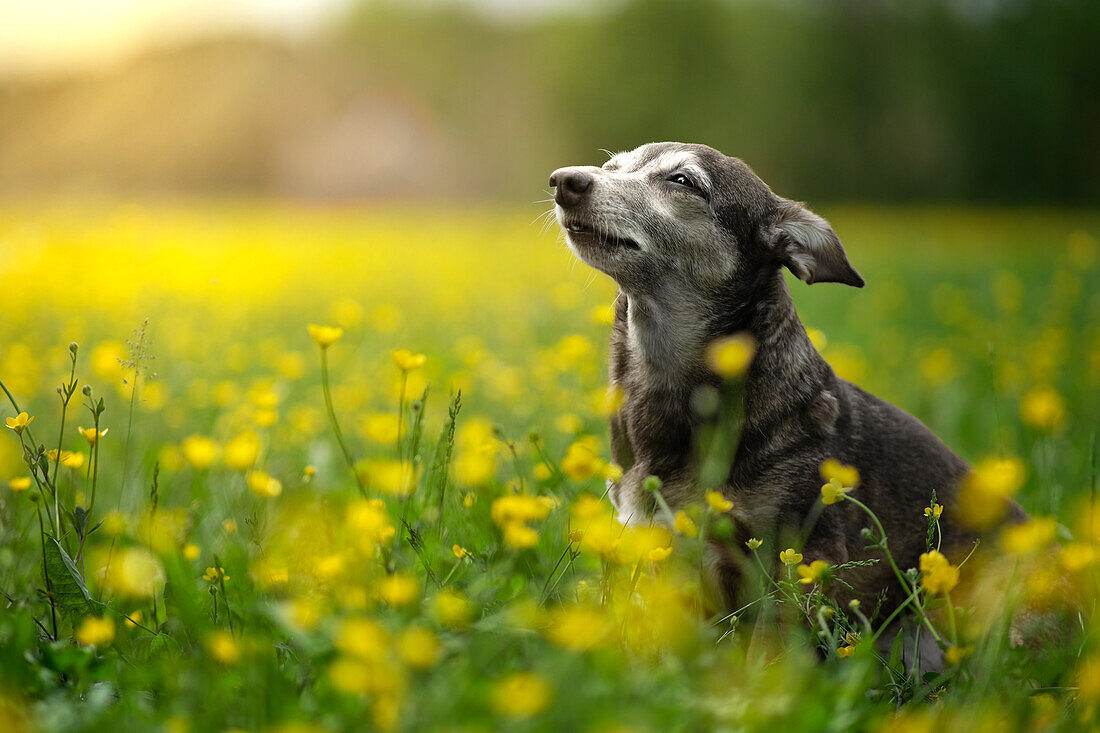 Kleiner Hund beim Sonnenbaden in einem Feld mit gelben Blumen, Italien, Europa