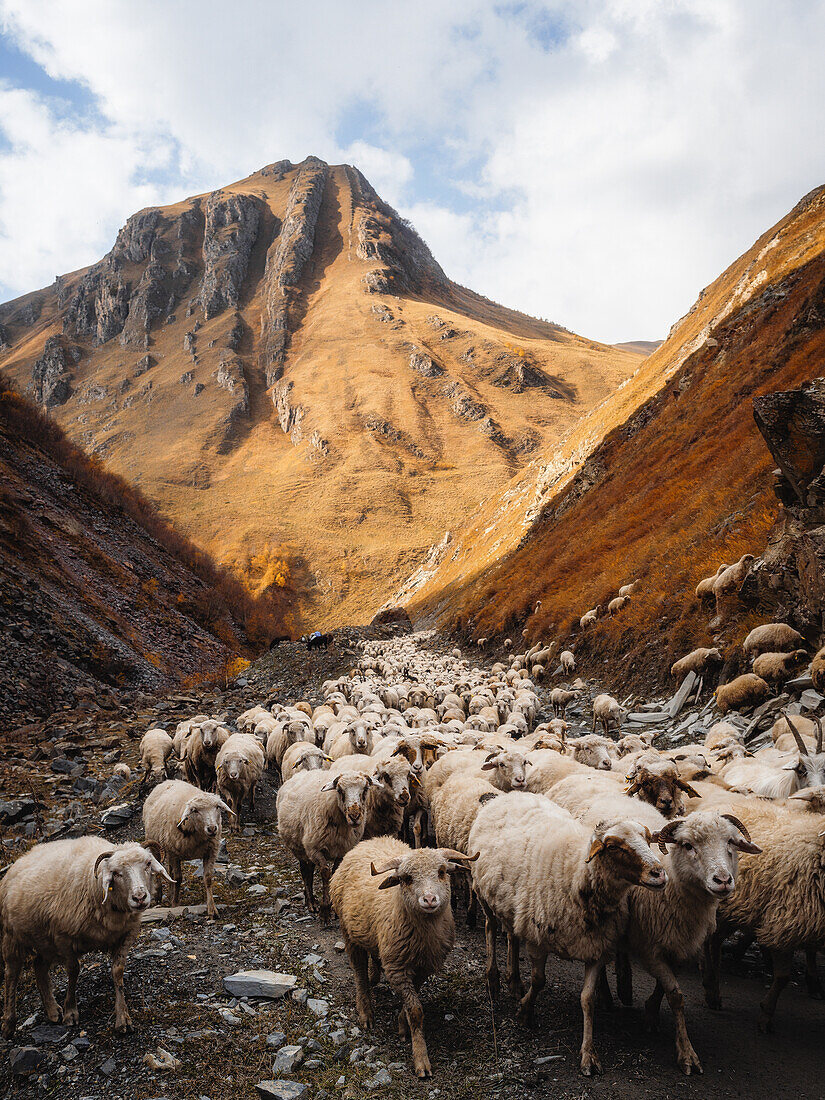 Eine Schafherde durch Truso Valley, Kazbegi, Georgien (Sakartvelo), Zentralasien, Asien