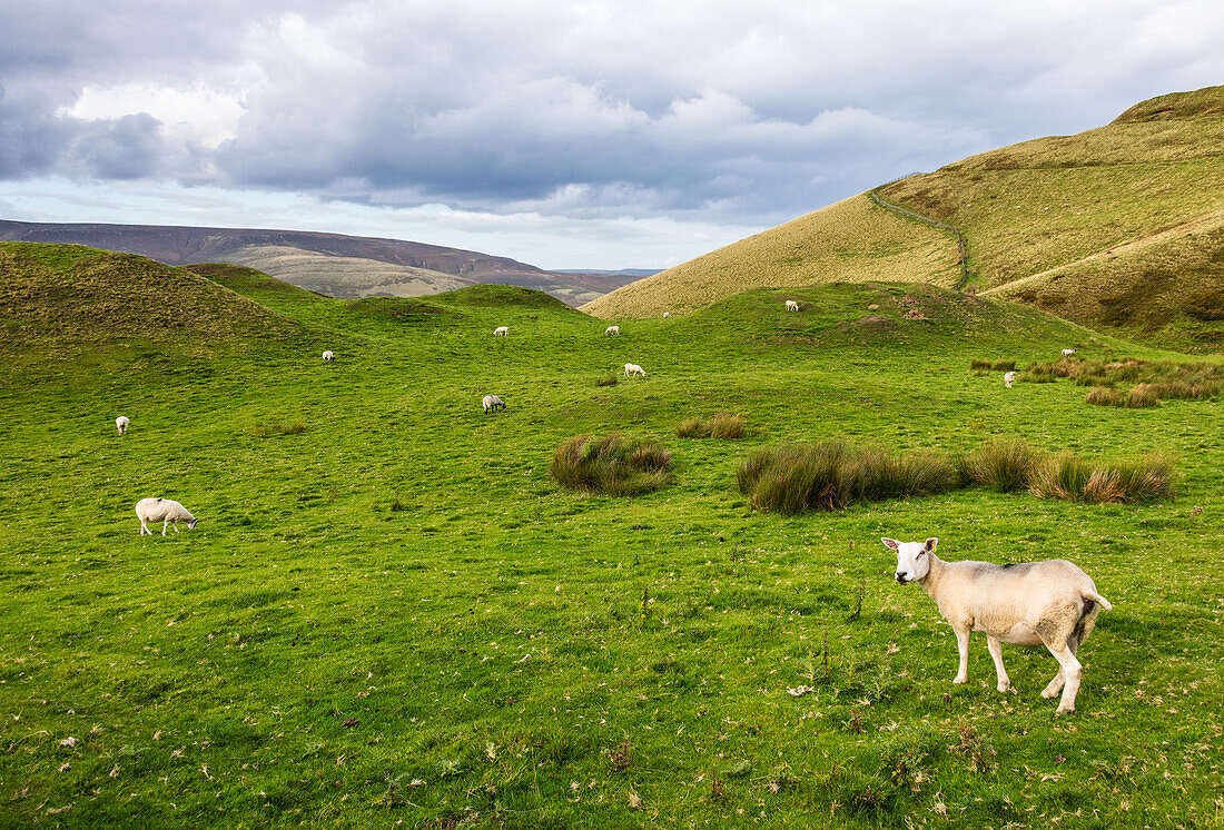 Schafe grasen im Edale Valley, Peak District National Park, Derbyshire, England, Vereinigtes Königreich, Europa