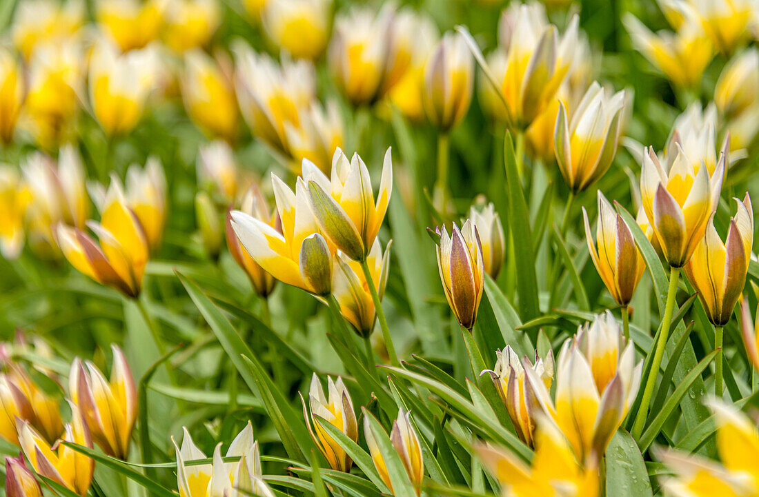 Nahaufnahme von Stern-Tulpen (Tulipa urumiensis) 