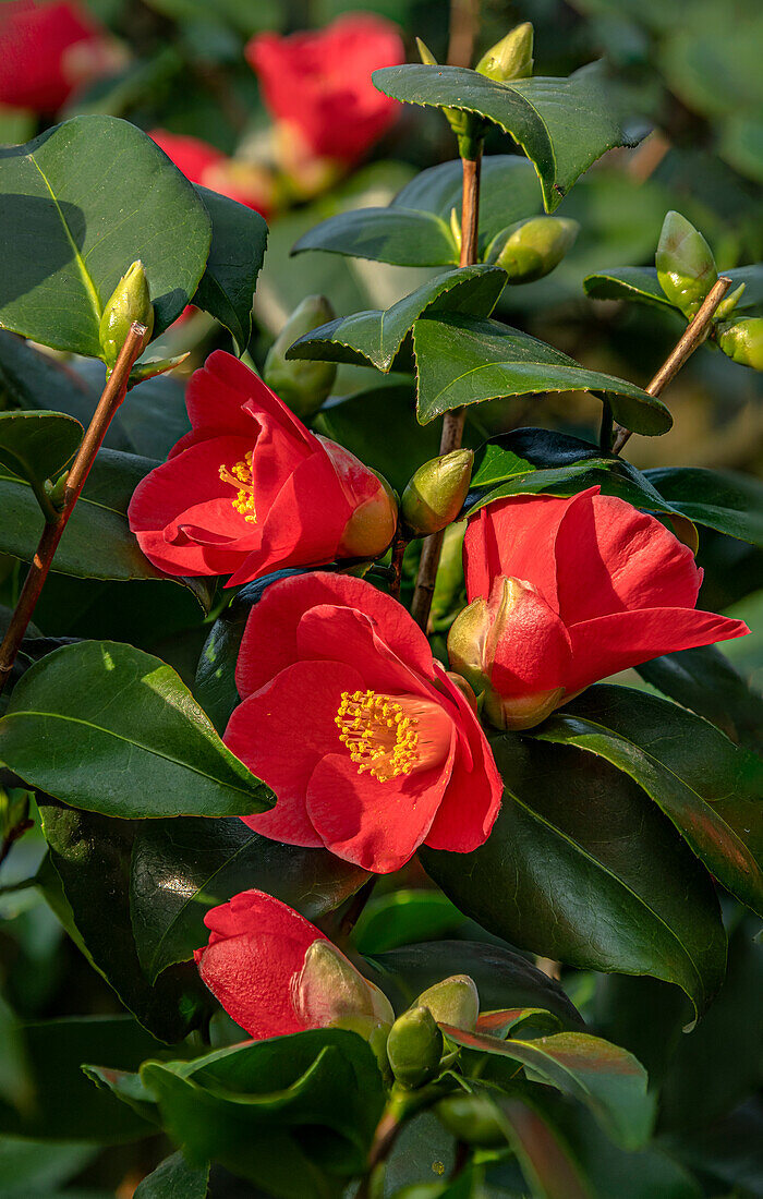Red camellia japonica caserta flowers in Landschloss Zuschendorf, Pirna, Saxony, Germany