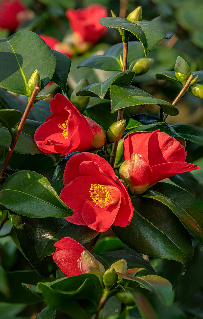 Rote Camellia Japonica Caserta Blüten, Sachsen, Deutschland