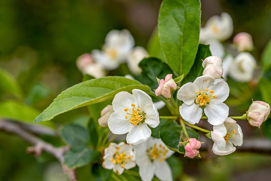 Close-up of flowers of a dwarf apple tree (Malus domestica)