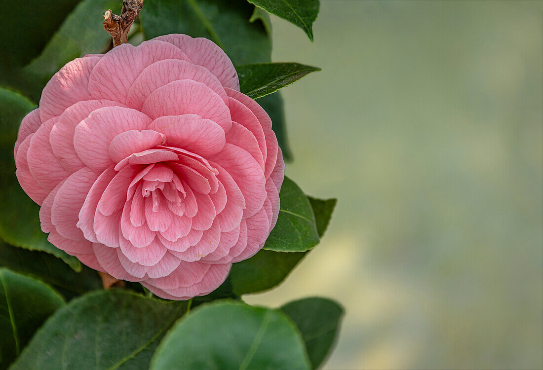 Rosafarbene Blüten einer Camellia Japonica Comtesse Nesselrock Blume, Sachsen, Deutschland