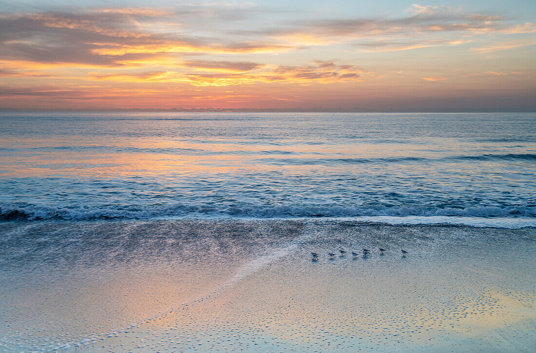 USA, Florida, Boca Raton, Small shore birds walking along beach at sunrise
