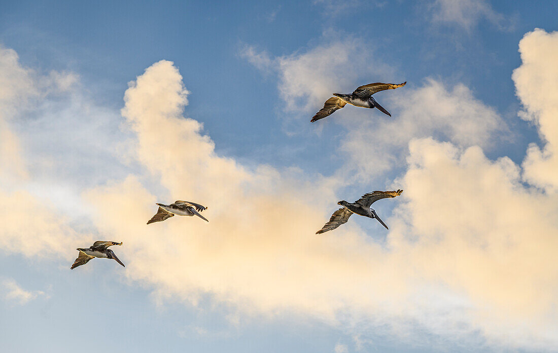 Vier Pelikane fliegen in Formation gegen bewölkten Himmel