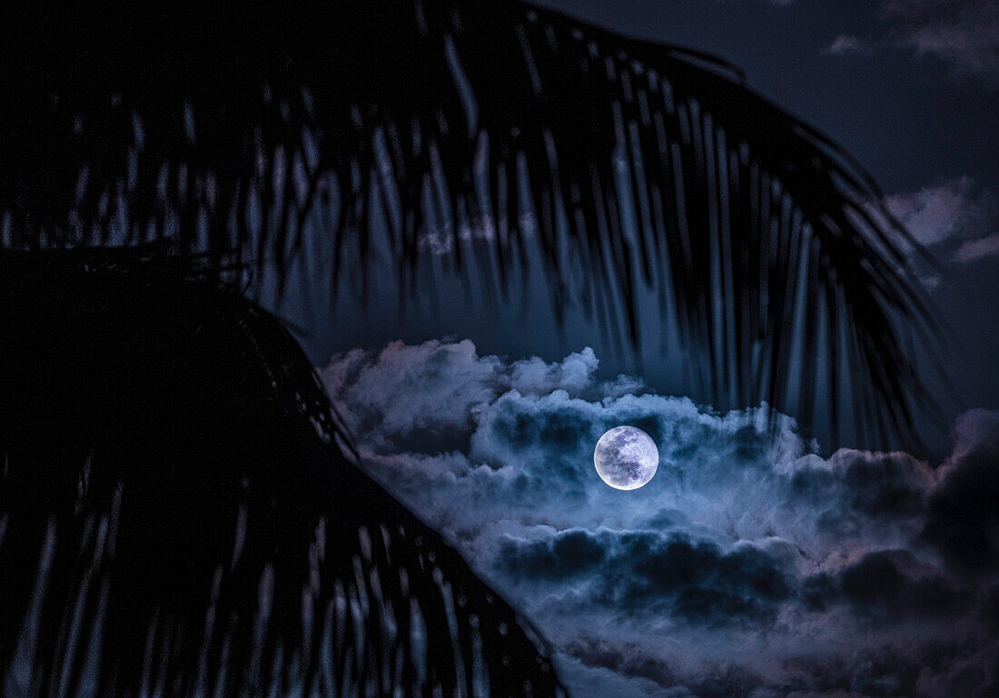 USA, Florida, Boca Raton, Full Moon and clouds behind palm leaves