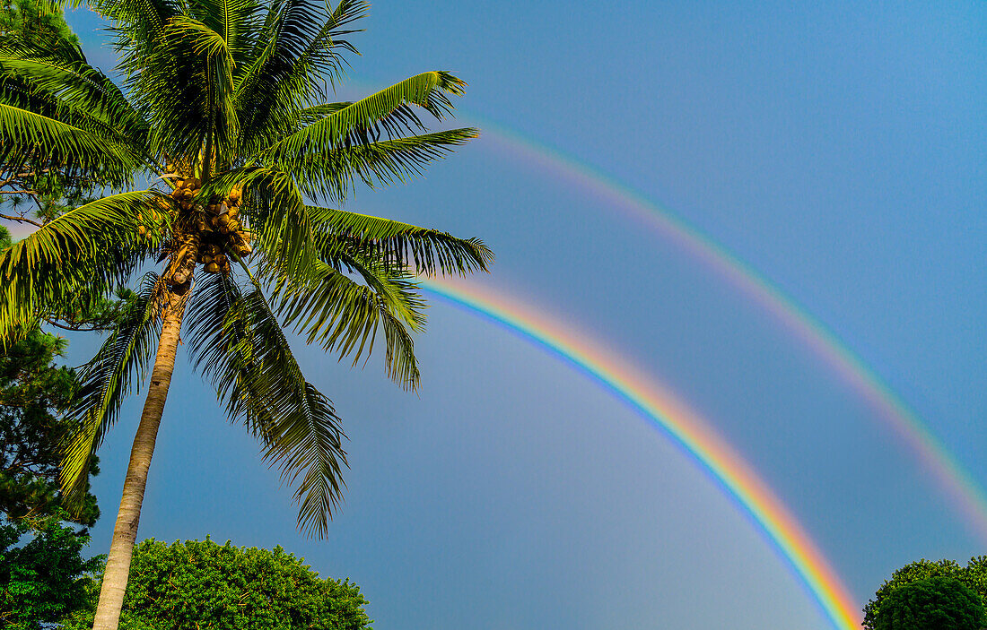 Palme und doppelter Regenbogen am blauen Himmel