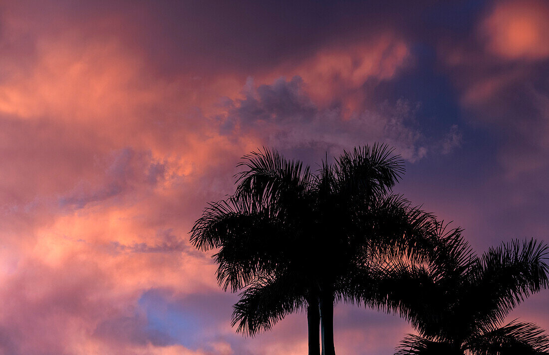 USA, Florida, Boca Raton, Silhouettes of palm trees against dramatic pink clouds on blue sky