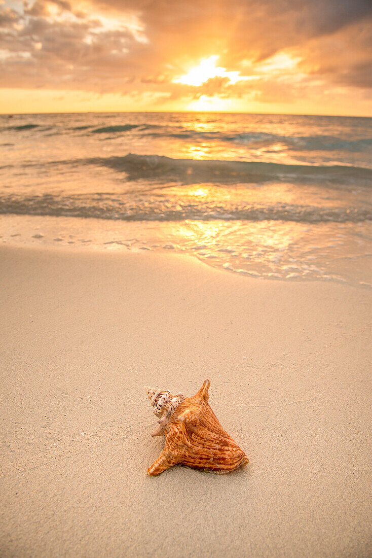Jamaika, Muschelschale am Strand bei Sonnenuntergang