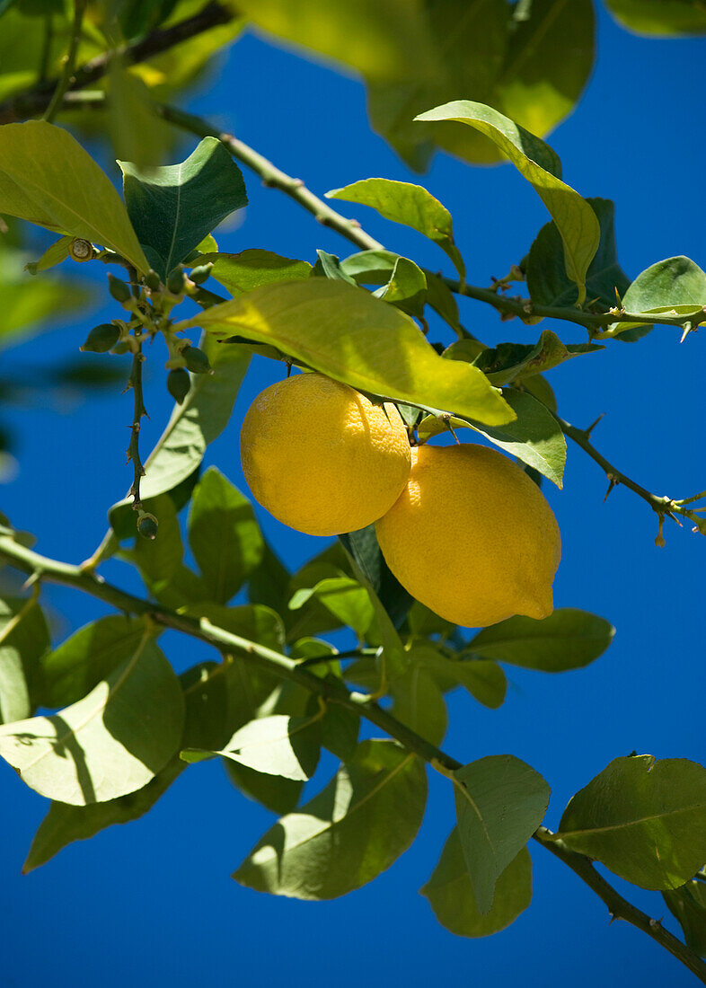 Ripe lemons on tree branch