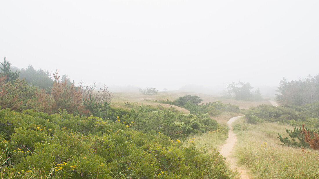 USA, Massachusetts, Cape Cod, Nantucket Island, Path through meadow in mist