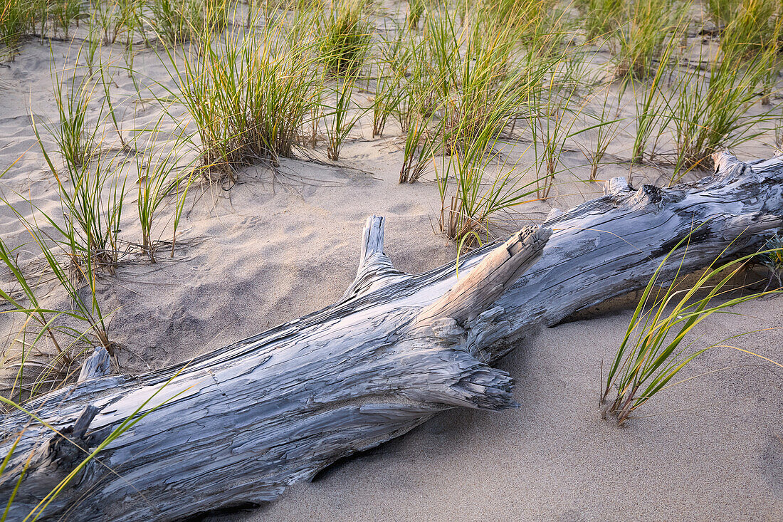 USA, New York, Amagansett, Driftwood on beach with grass
