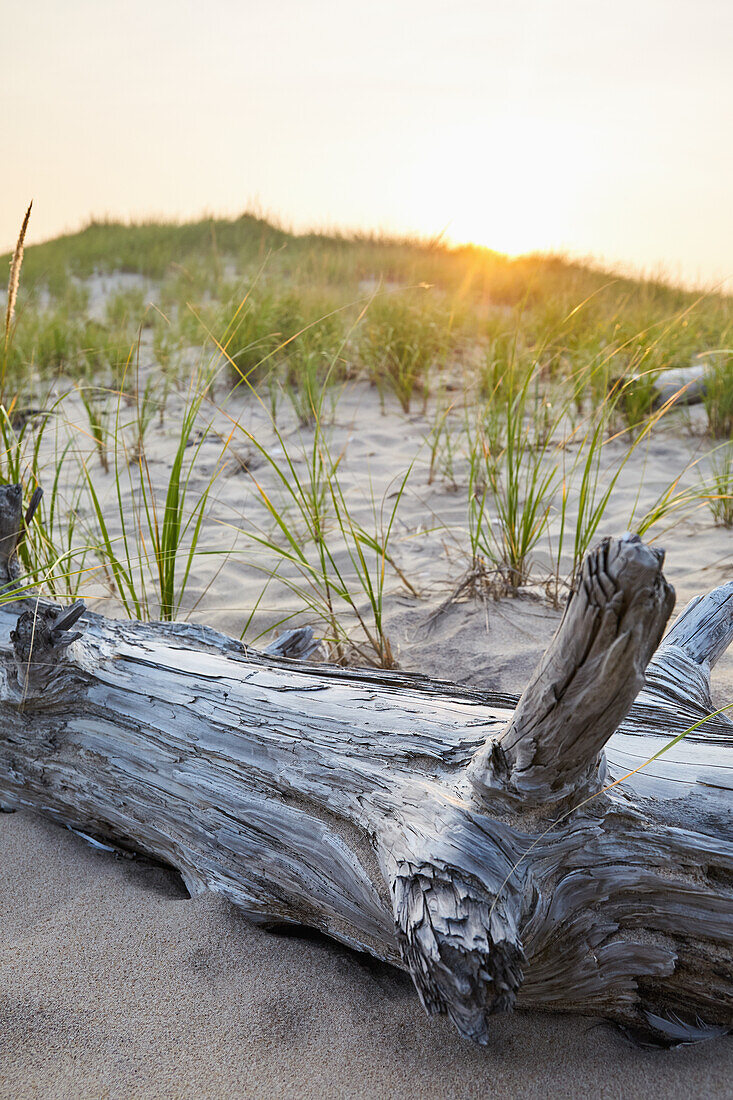 USA, New York, Amagansett, Driftwood on beach with grass at sunset