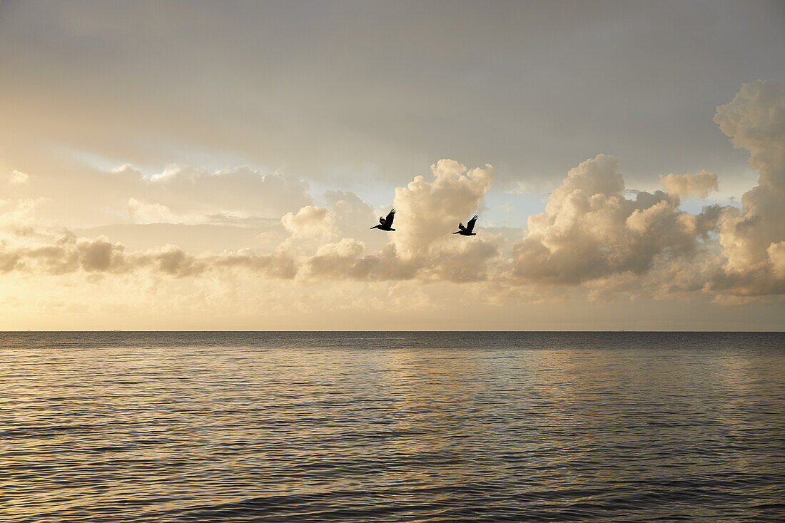 Wolken und Vögel über dem Meer bei Sonnenaufgang