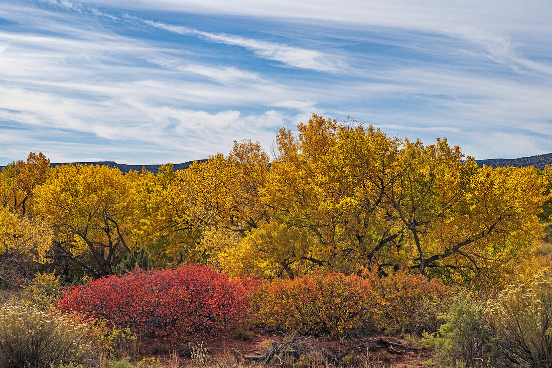 USA, New Mexico, Jemez Pueblo, Trees and bushes in Autumn landscape