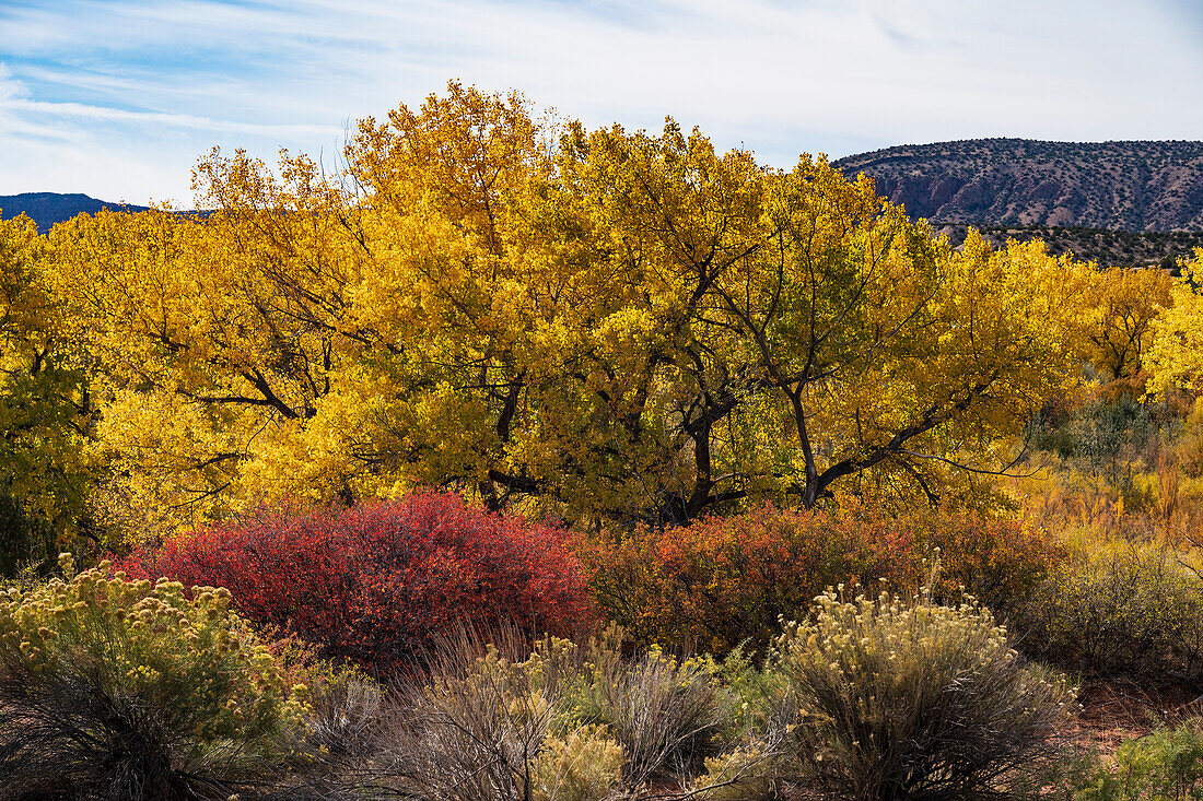 USA, New Mexico, Jemez Pueblo, Trees and bushes in Autumn landscape