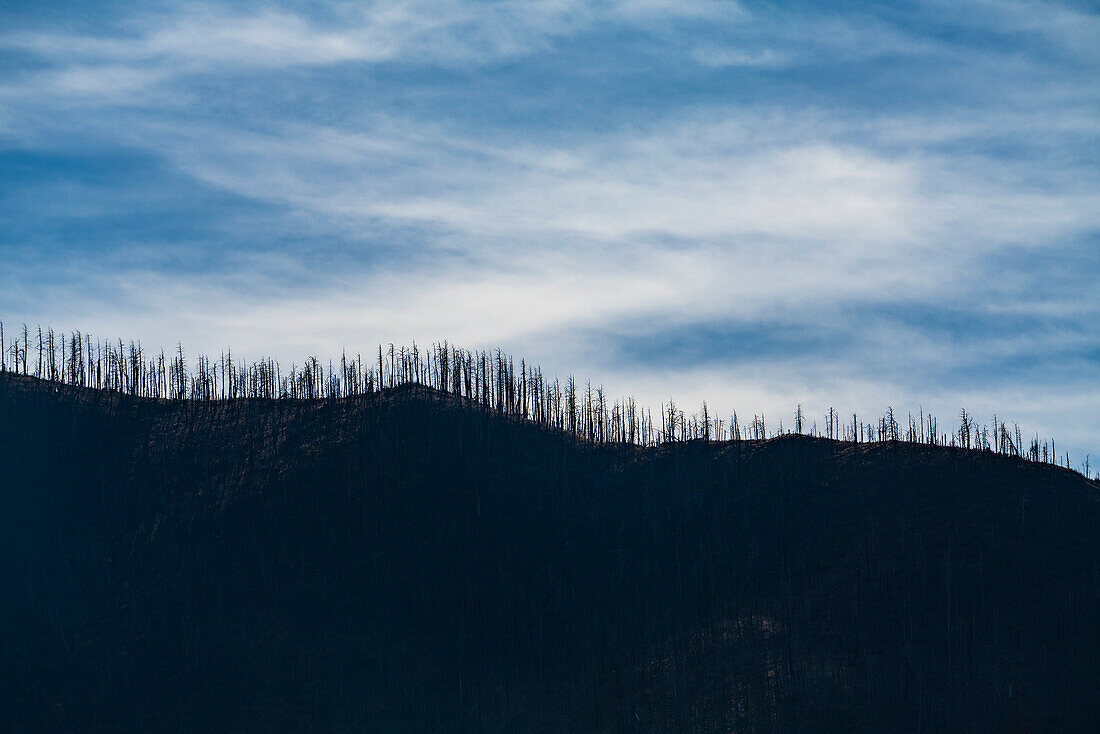USA, New Mexico, Silver City, Gila National Forest, Silhouettes of trees on hill