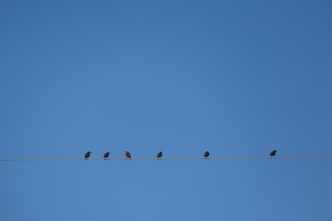 Starlings perching on cable wire against blue sky