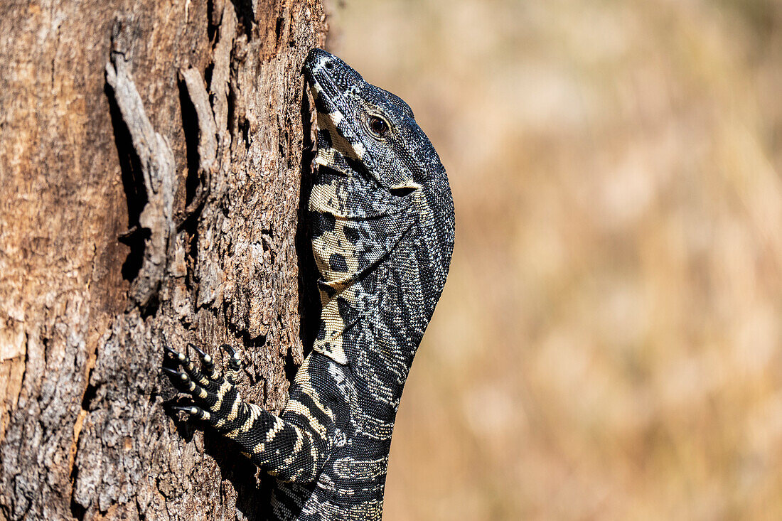 Australien, New South Wales, Rylestone, Nahaufnahme einer Goana (Warane) auf einem Baum