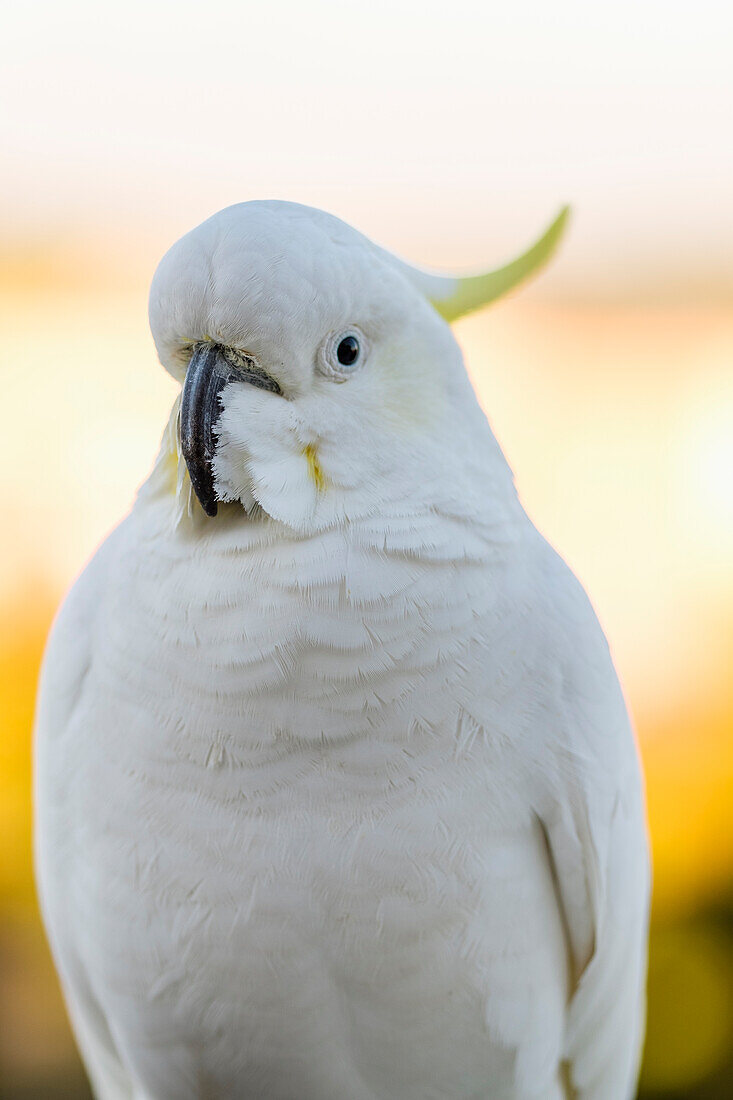 Gelbhaubenkakadu (Cacatua galerita)