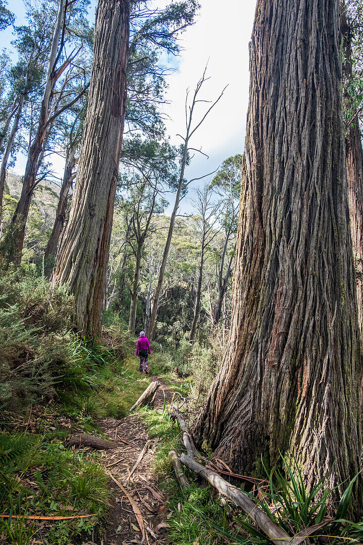 Australien, New South Wales, Kosciuszko National Park, Frau Wandern im Wald auf Merritt's Naturlehrpfad im Kosciuszko National Park