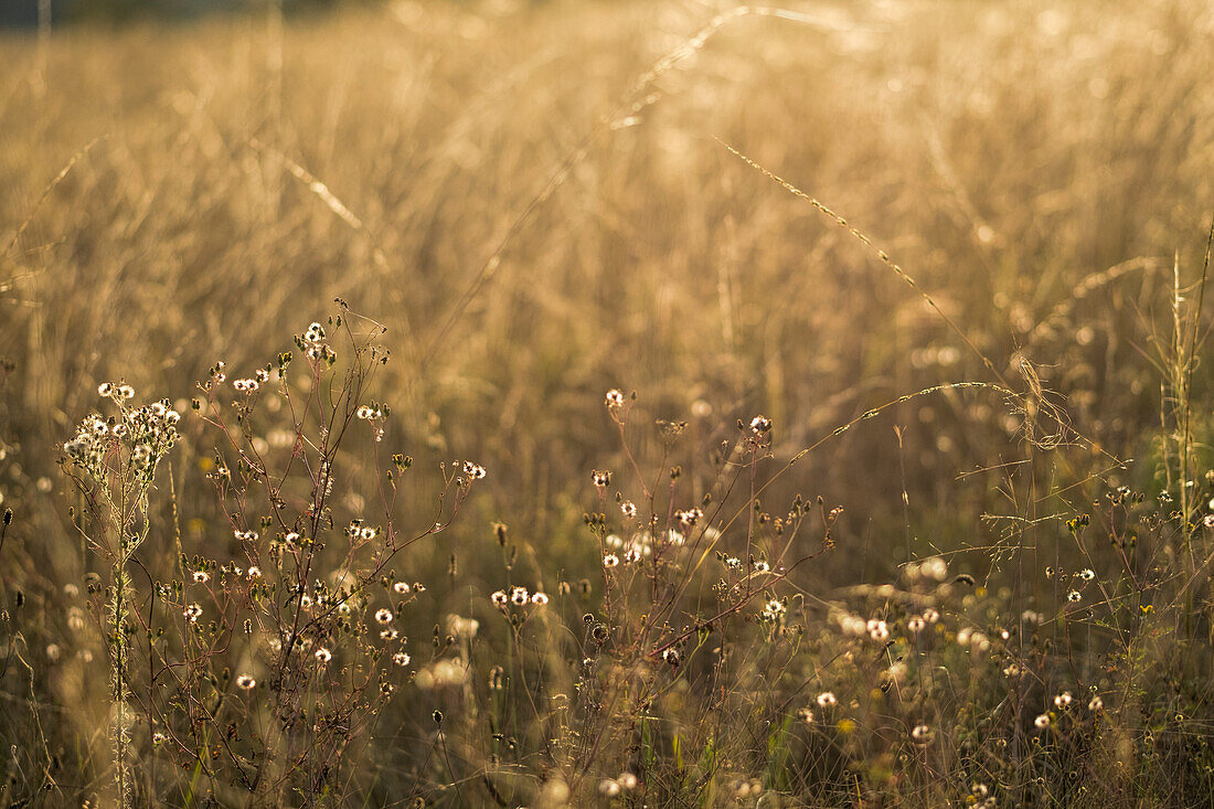 Nahaufnahme des Grases im Abendlicht