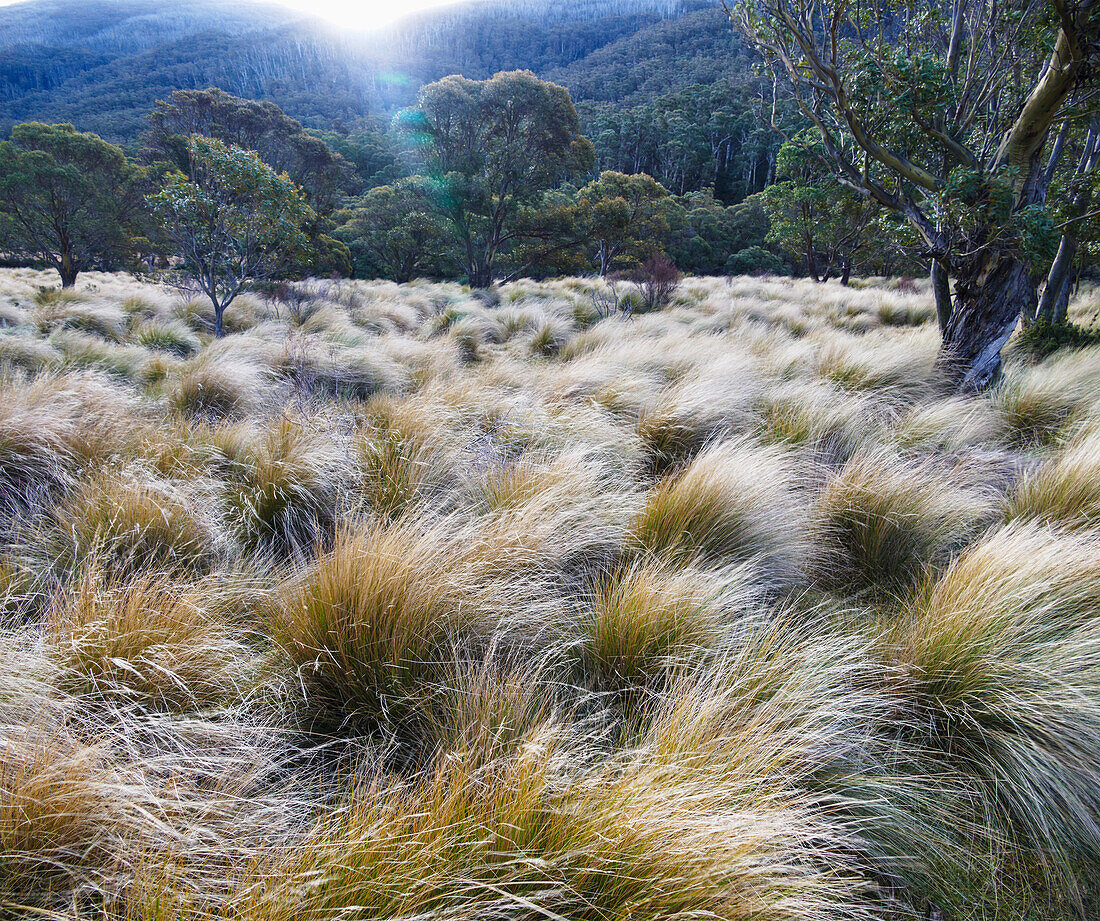 Australia, NSW, Kosciuszko National Park, Trees in grass field
