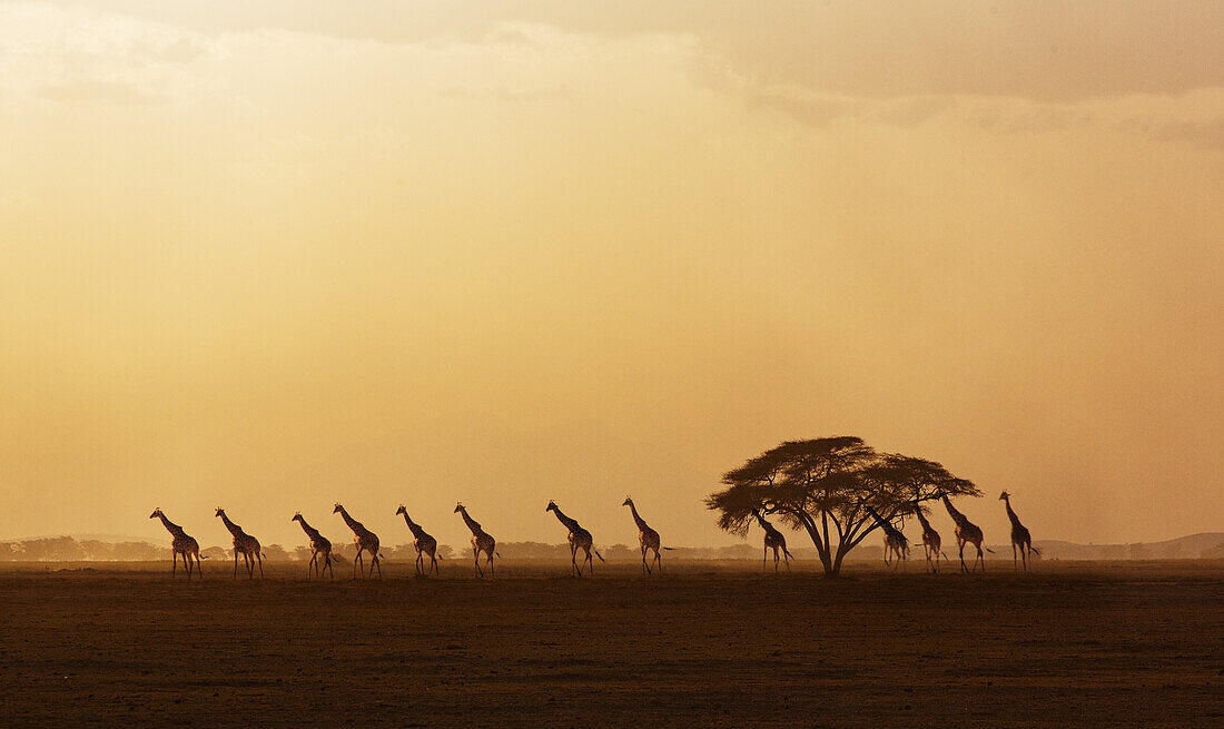 Afrika, Kenia, Giraffen spazieren in der Savanne bei Sonnenuntergang im Amboseli-Nationalpark