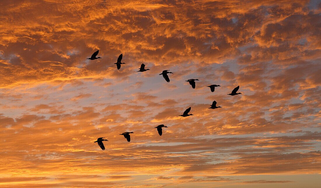 Nilgans (Alopochen aegyptiaca) fliegt in V-Formation gegen die Wolken bei Sonnenuntergang