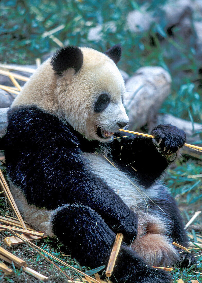 China, Sichuan, Chengdu, Giant panda, (Ailuropoda melanoleuca ) eating bamboo sticks