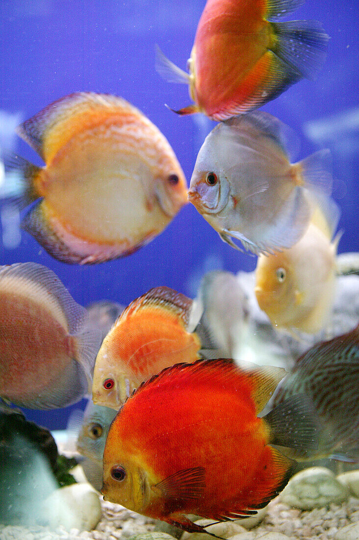 Bunte Fische im Aquarium