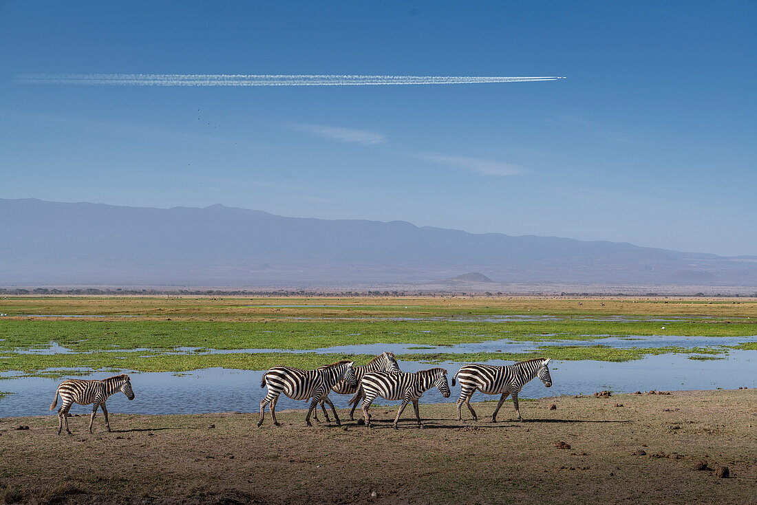Afrika, Kenia, Amboseli-Nationalpark, Zebras zu Fuß am Teich