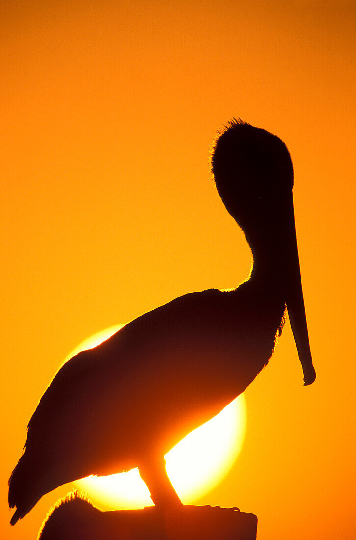 Silhouette eines Pelikans, der bei Sonnenuntergang auf einem Pfosten gegen den orangefarbenen Himmel hockt