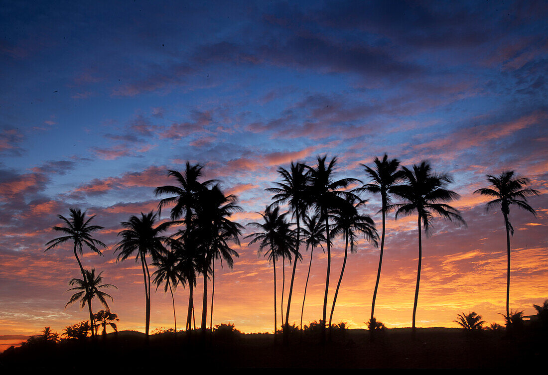 USA, Puerto Rico, Caribbean, Silhouettes of palm trees against sky at sunset
