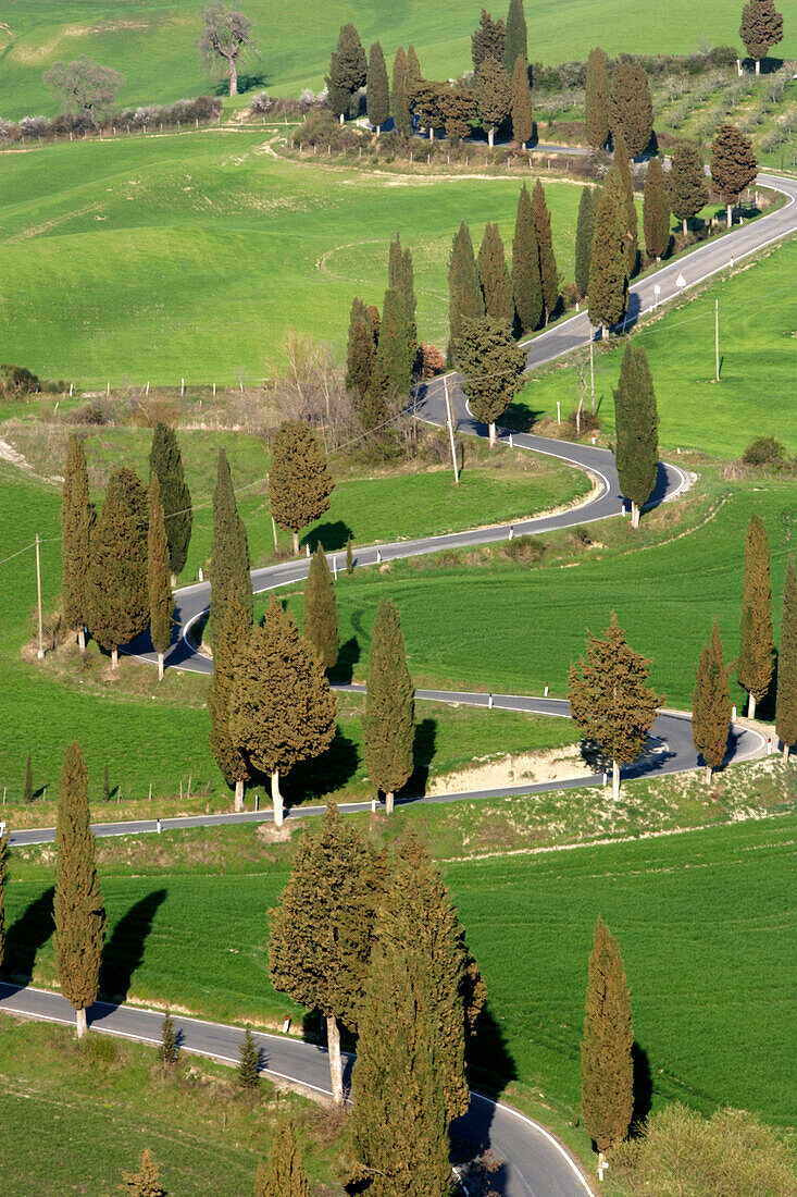 Italien, Toskana, Val D'Orcia, Pienza, Zypressen entlang der kurvenreichen Straße auf dem grünen Hügel