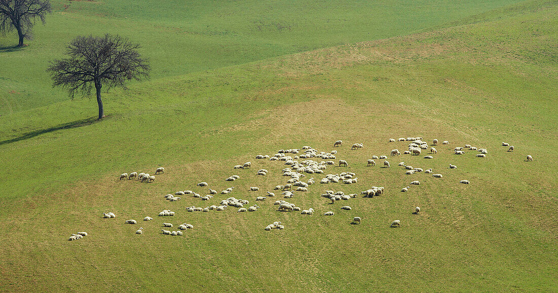 Italy, Tuscany, Val D'Orcia, Aerial view of flock of sheep in green field
