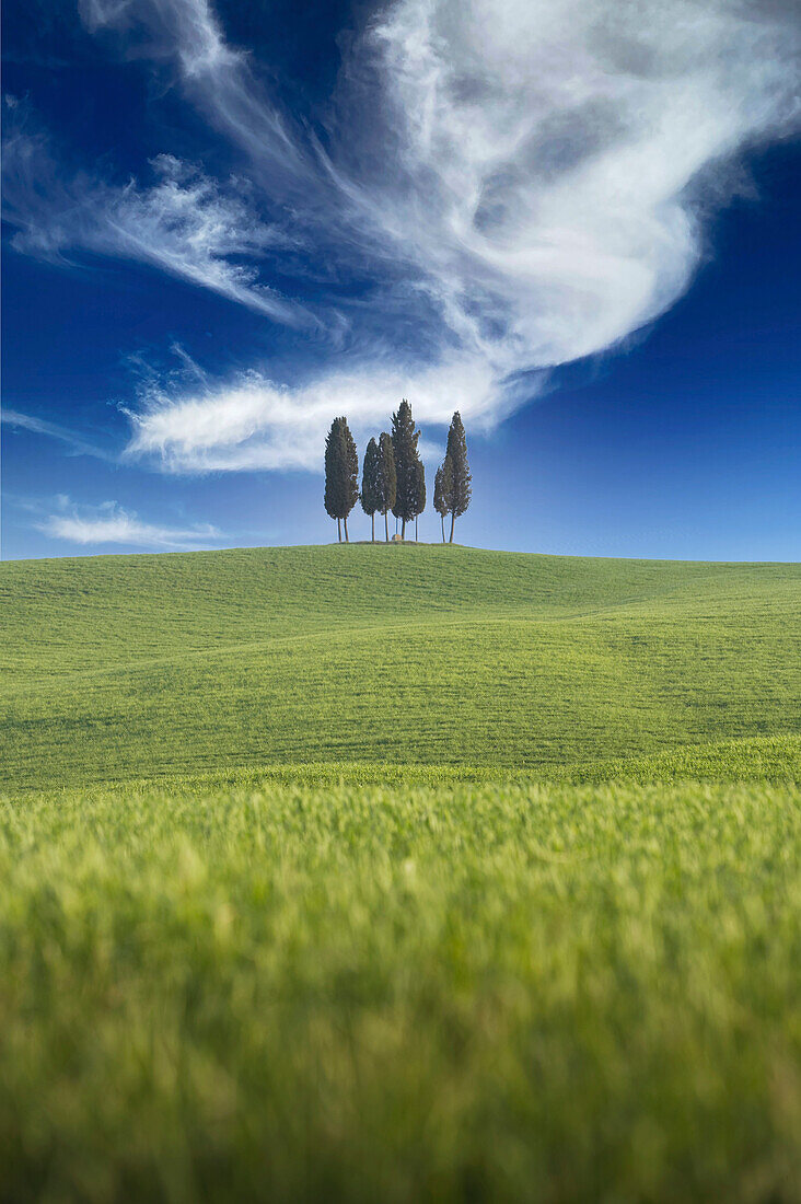 Italy, Tuscany, Val D'Orcia, Cypresses in green field