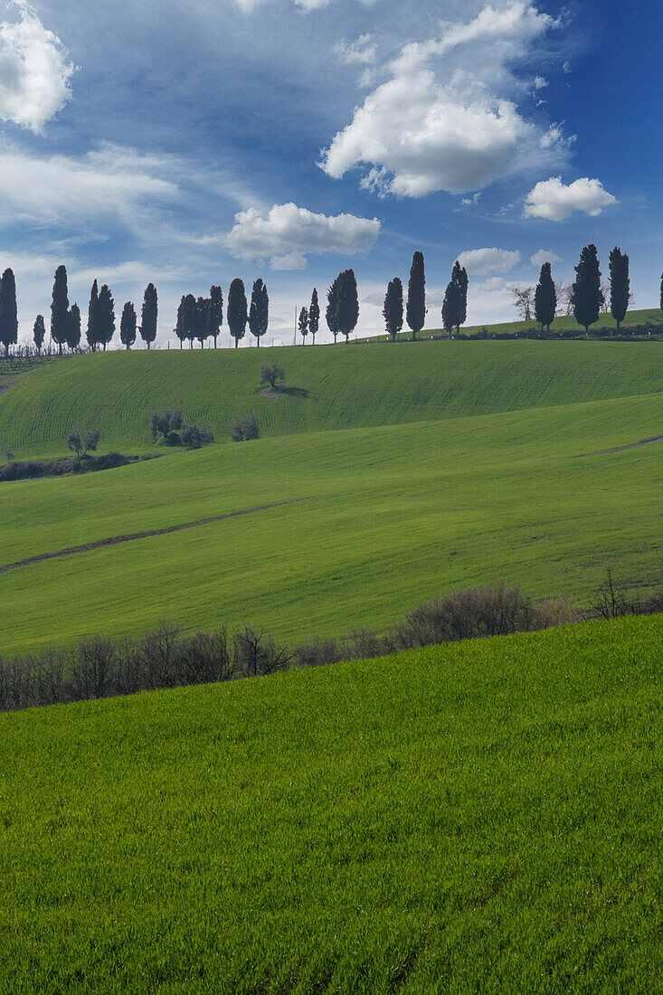 Italy, Tuscany, Val D'Orcia, Cypresses on green hill