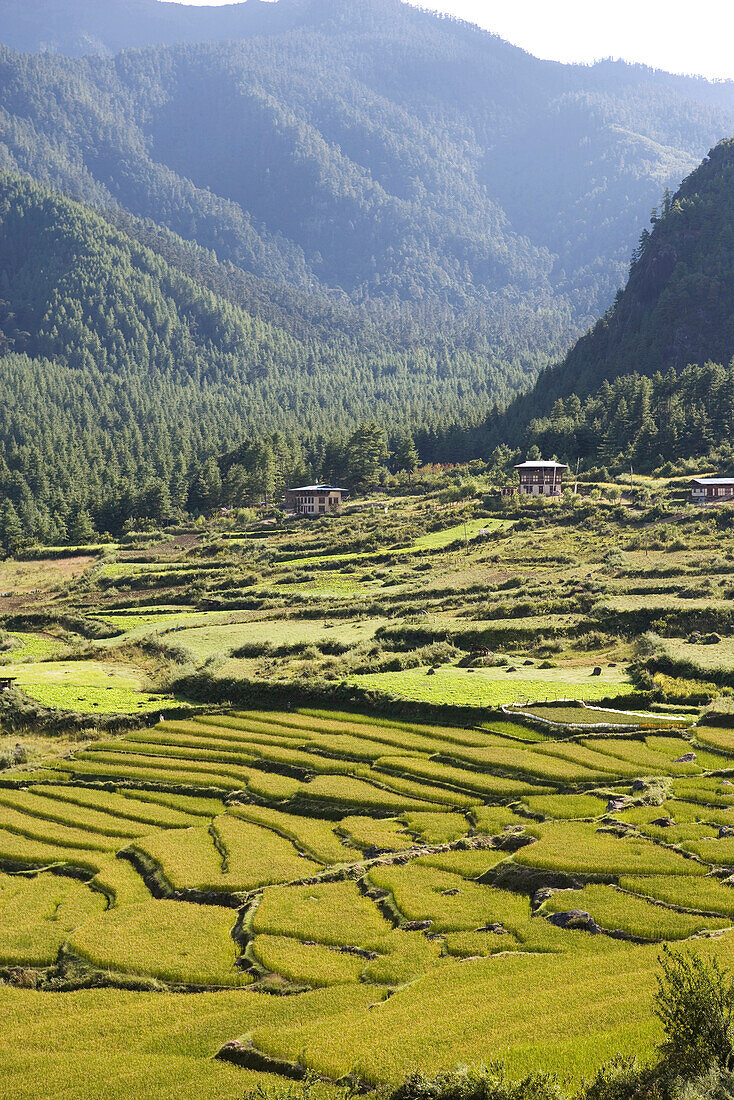 Bhutan, Paro, Reisfelder im Tal im Himalaya