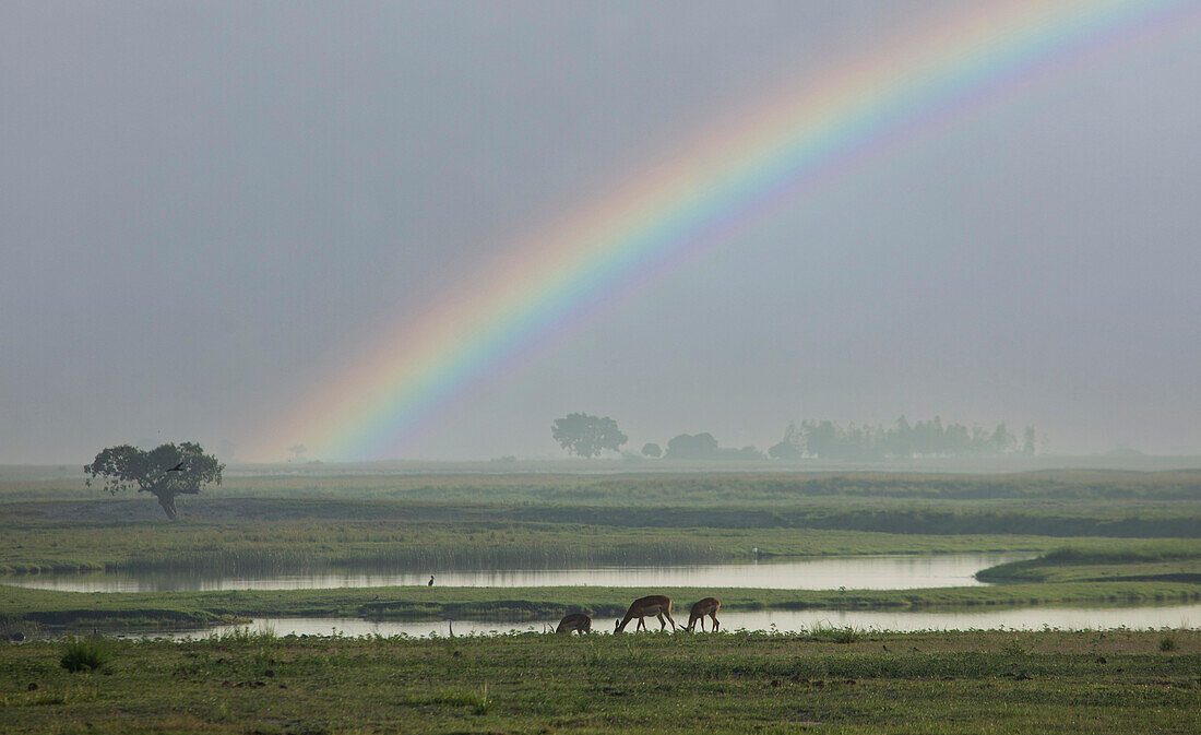 Afrika, Botswana, Okavango Delta, Regenbogen über weidenden Gazellen in der Savanne
