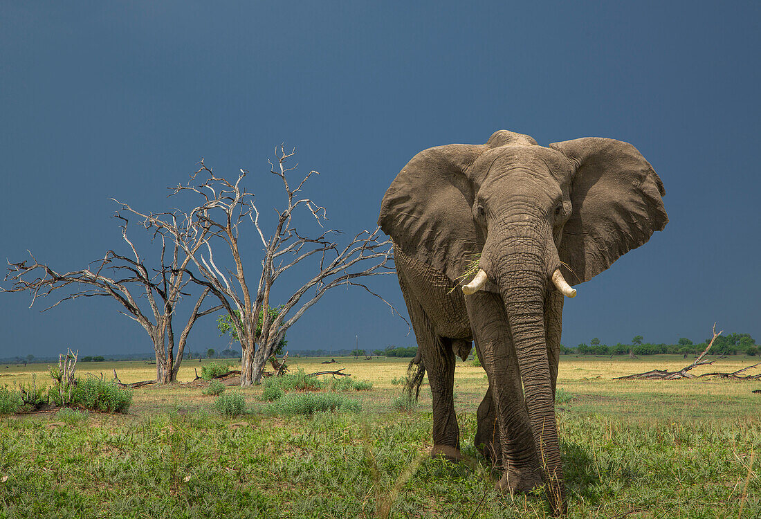 Botswana, Chobe National Park, Elefant in der Savanne