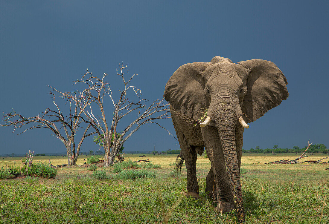 Botswana, Chobe National Park, Elephant in savannah