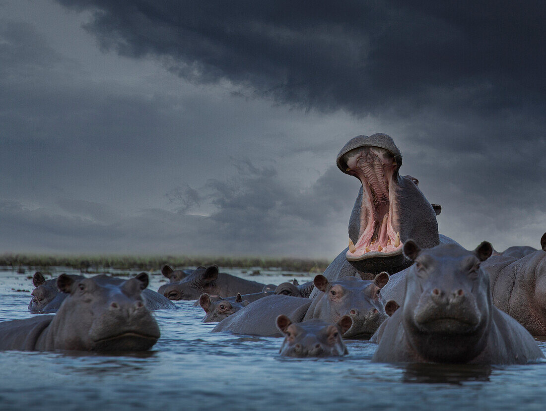 Botswana, Okavango Delta, Herd of Hippos in swamp